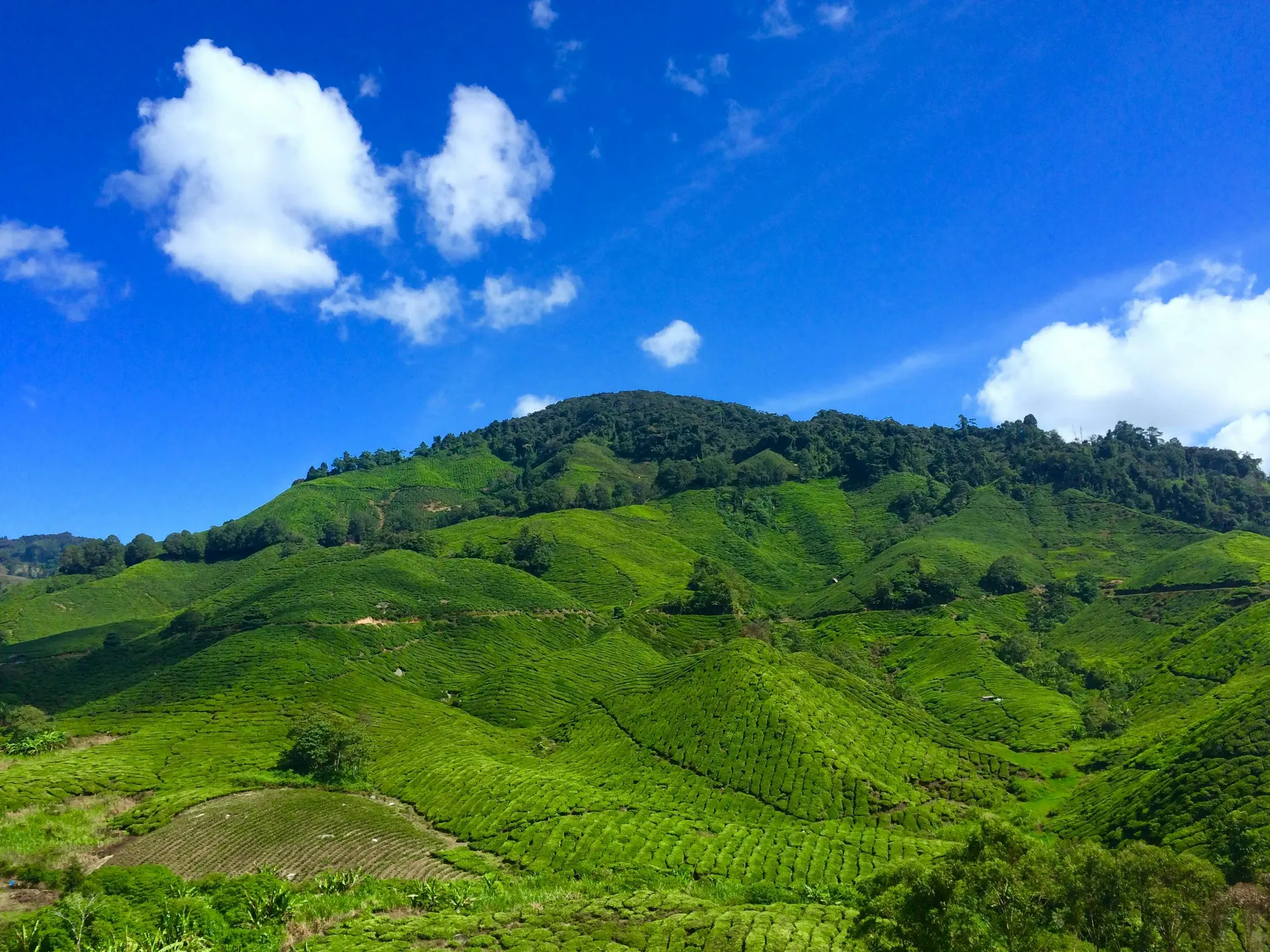 Tea hills and highland forest trail in Malaysia